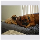 Kenoa and Clints Kazi with Taz 07.JPG